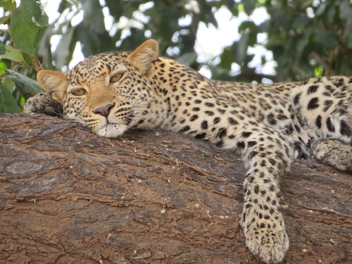Or leaving our camp in Zambia, sad not to have seen a leopard after searching far and wide, and then finding this young beauty hanging out on a branch above the road to the airpot.
